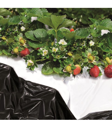 Telo Bianco e Nero Pacciamatura Senza Fori Bobina da 100 M Film Antierbacce Larg. 100 cm | Bio Orto