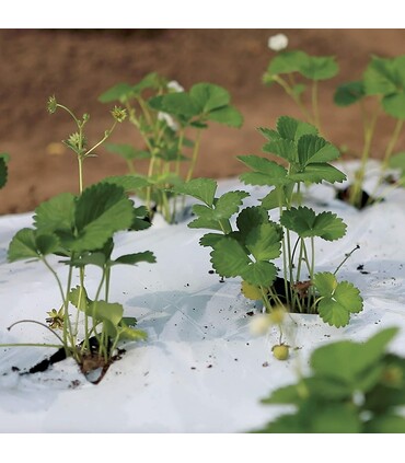 Telo Bianco e Nero Pacciamatura Senza Fori Bobina da 100 M Film Antierbacce Larg. 100 cm | Bio Orto