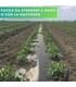 Telo nero per pacciamatura forato ogni 80 cm largh. 100 cm